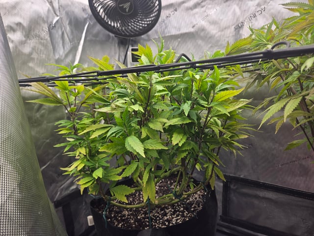 First Grow — vegetative, day 50