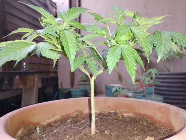 My 1st grow 2 big pots 9 small containers — vegetative, day 41