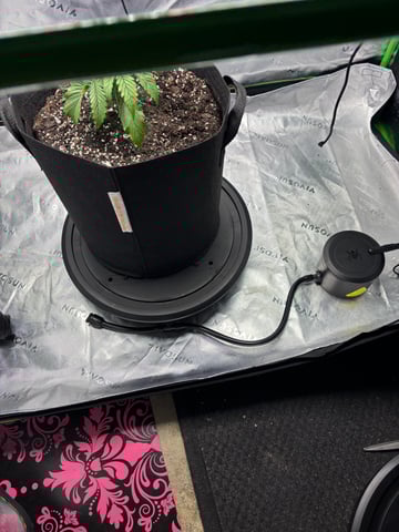 Fall 2025 Grow — vegetative, day 20