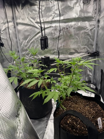  Trying to go big — vegetative, day 65