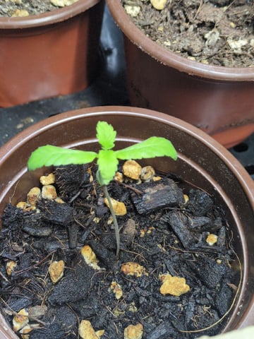 Audrey III — seedling_rooting, day 11