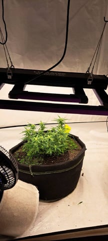 First Grow with the new setup  — auto, day 47