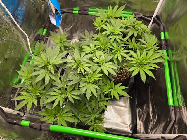 Banana Kush / Durban Poison / C99-Riddle OG