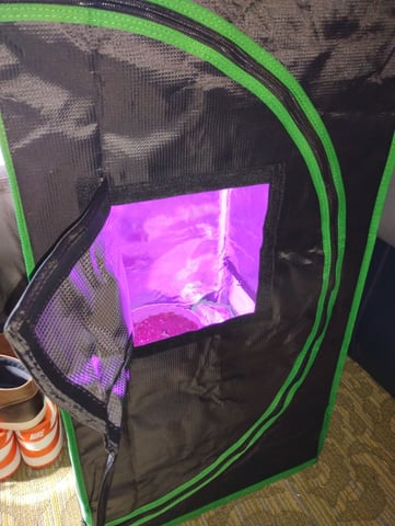 My first Grow M.O.B. — seedling_rooting, day 9