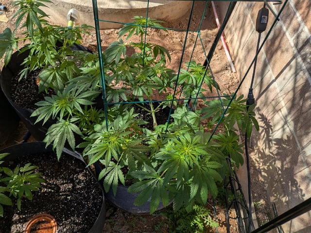 October Start — flower, day 83