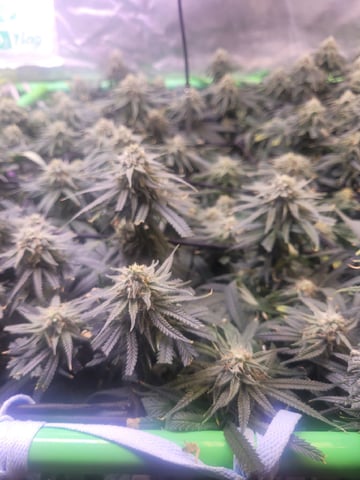 6th Grow — flower, day 71