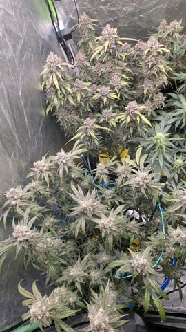 Mixed Grow — flower, day 94