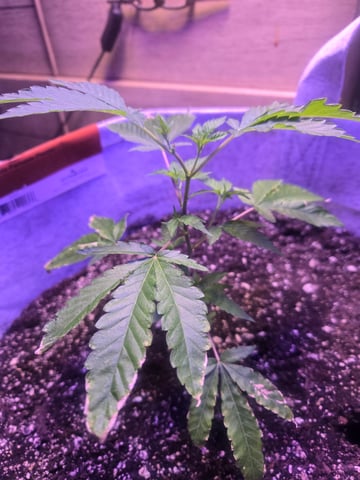 Looking for advice! — vegetative, day 2