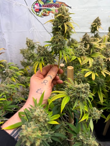 Indoor Grow  — flower, day 209