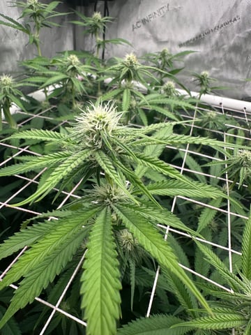 3rd grow  — flower, day 79