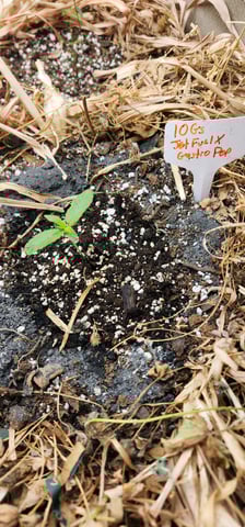 10G's — seedling_rooting, day 7