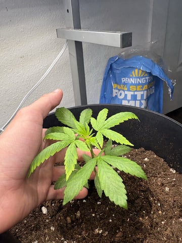 July plants of 26 — vegetative, day 2