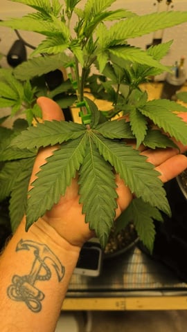 2nd Grow Sesh