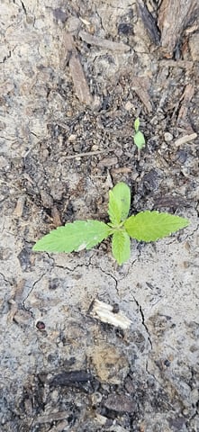 girl scout cookies (auto) — seedling_rooting, day 8