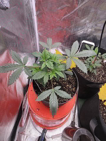 NFA & NYCD — grow_setup, day 20