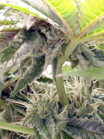 Divine Gelato 3 x Blue Zushi x 44 Photo — flower, day 77