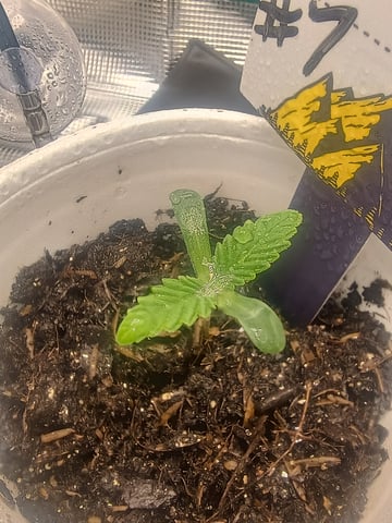 lil Slurry, first grow — seedling_rooting, day 2