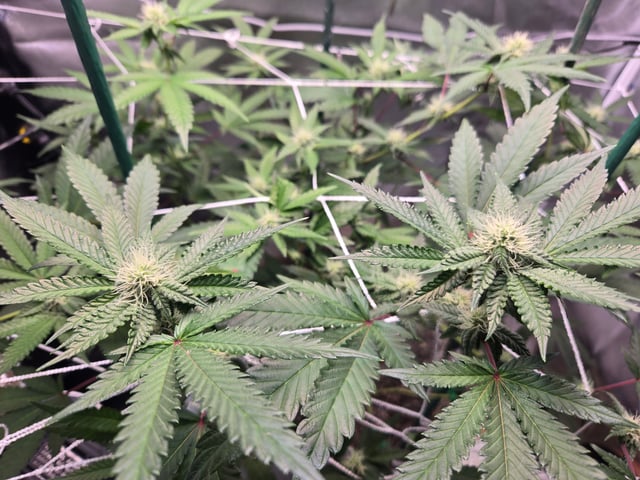 Looking for advice! — flower, day 67