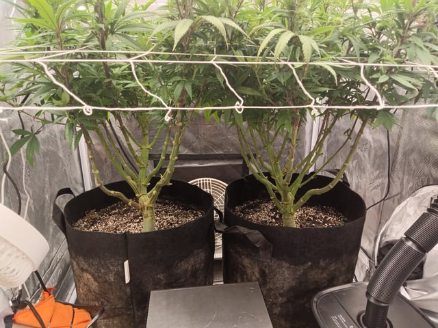 Starfighter/Ohio Guptilla Hybrid — flower, day 1