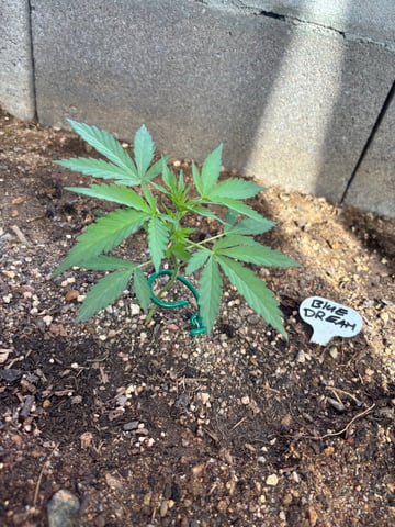 3 seeds  — vegetative, day 41