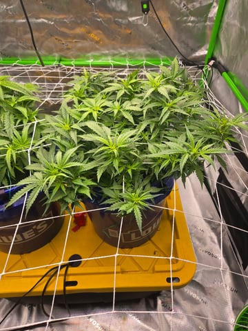 Fastbuds Autoflower Run — flower, day 45