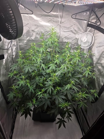 Ripley OG V2 — auto, day 1