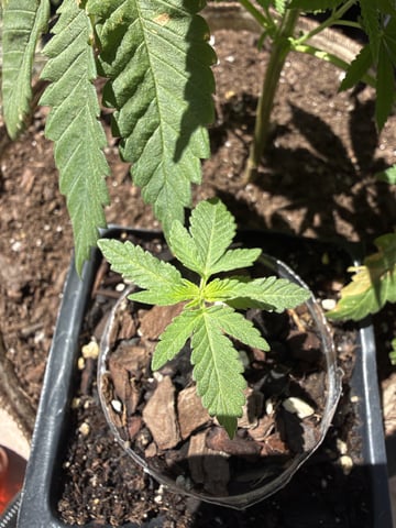 Bruce Banner ⛽️ — vegetative, day 18