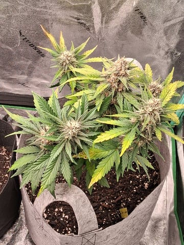 Lemon Cherry Cookies, Purple Haze and Strawberry Gorilla Grows — flower, day 11