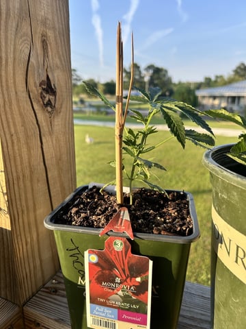 My Current Grow  — none, day 45