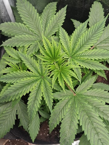 First Indoor Grow  — vegetative, day 30