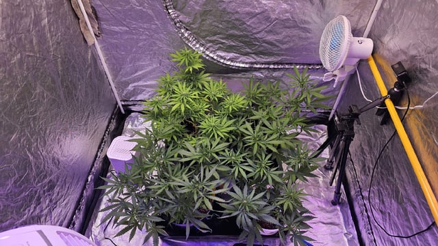 Amnesia Haze Run — flower, day 45