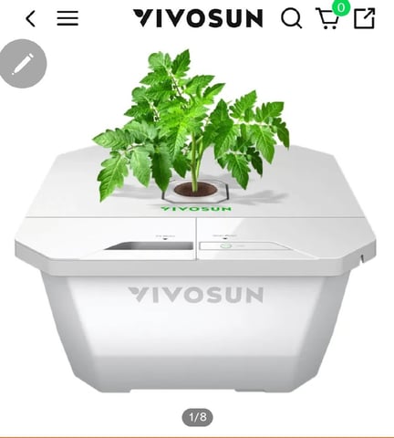 Dos Si Dos. Indica — vegetative, day 13