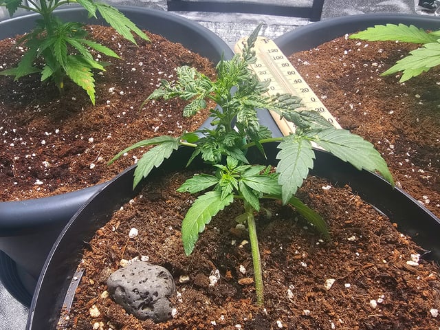 blue cheese  — flower, day 1