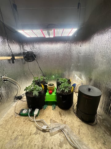 Gelly Mama and Sugar Tree — vegetative, day 55