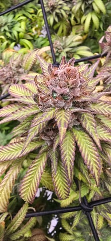 Attack Of The Clones — flower, day 94