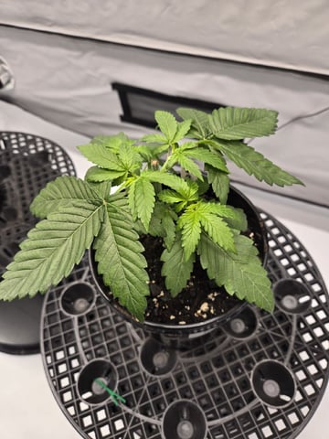 Zoap & Mimosa x OrangePunch — vegetative, day 29