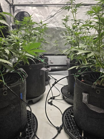 2nd Grow Lemon Cherry Cookies — vegetative, day 36