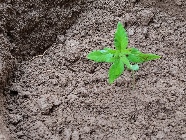 imrich se grooi  — vegetative, day 1