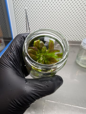 Plant in a test tube — seedling_rooting, day 3