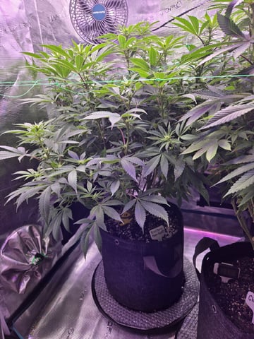 4 strains in 1 tent — flower, day 77