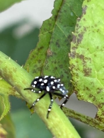 watermelon Martin 1of2 — vegetative, day 17