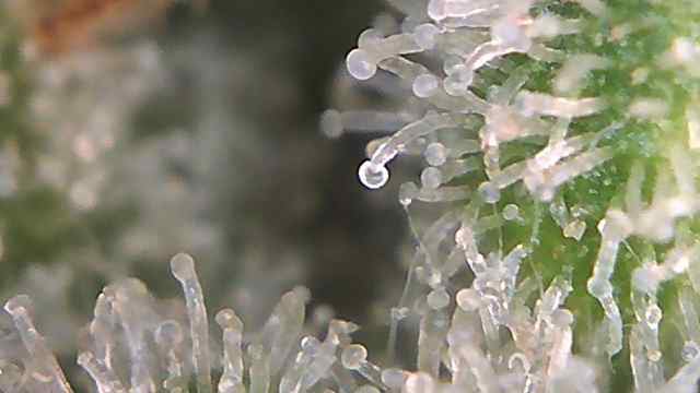 white runtz auto flower — flower, day 79