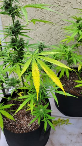 purple Kush, and Extra Large Kush — flower, day 49