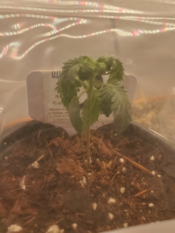 Alien Rock Candy & Grape Deebo — seedling_rooting, day 18