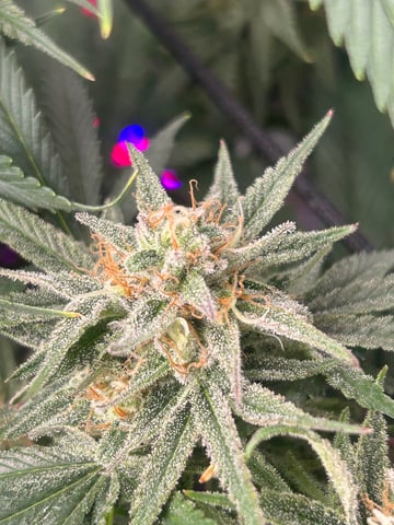zunami s1 grounded genetics  — flower, day 84