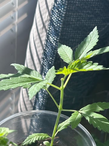 PeanutButter Cookies — vegetative, day 23