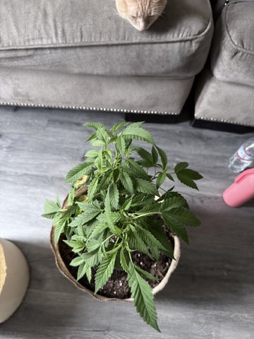 Sour Glue