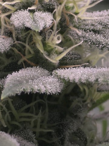 Dirty Bird - Thousand Island Fem & Platinum Kush Breath Remix x Grape Cakehead Fem Photo  — flower, day 92