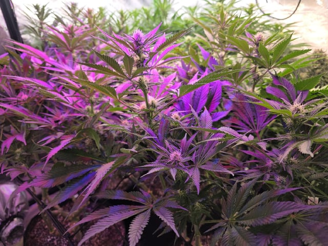 Hazy Daze — flower, day 74