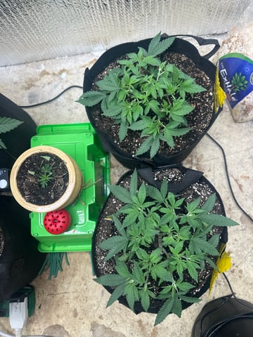 Gelly Mama and Sugar Tree — vegetative, day 55